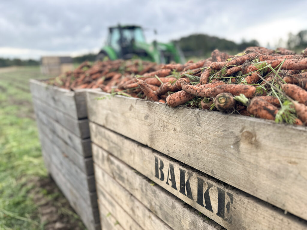 Trekasser med gulrot på en åker. Traktor i bakgrunnen.
